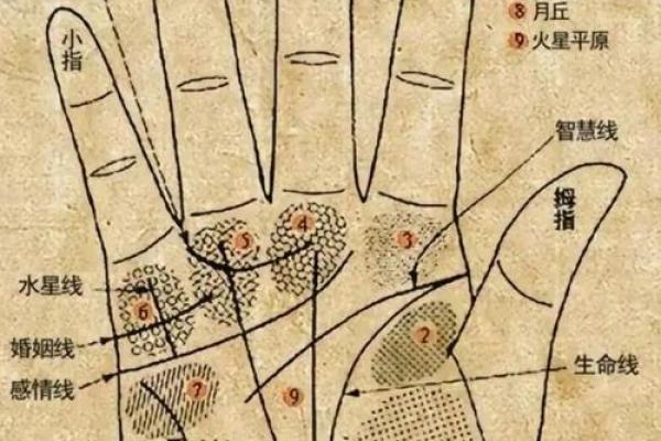 手相太阳线揭秘算命图解大全