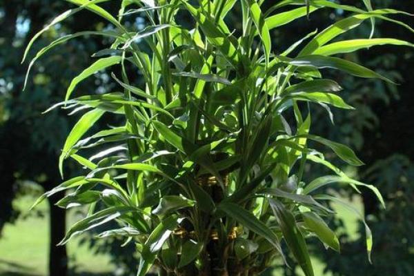 家居生活中风水植物与健康开运