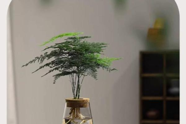 家居生活中风水植物与健康开运