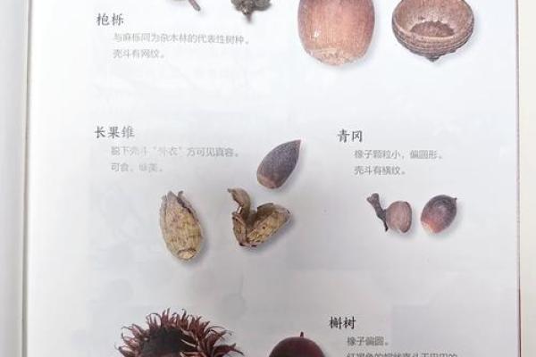 栎树百科：品种特征，栽培技巧与养护要点