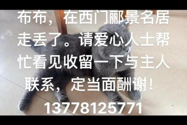 怎么给公猫姓名配对呢图片 怎么给公猫取名字好听？