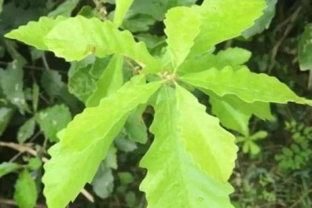 栎树百科：品种特征，栽培技巧与养护要点