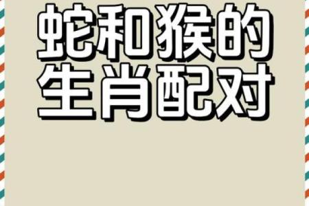 十二生肖属蛇的配对