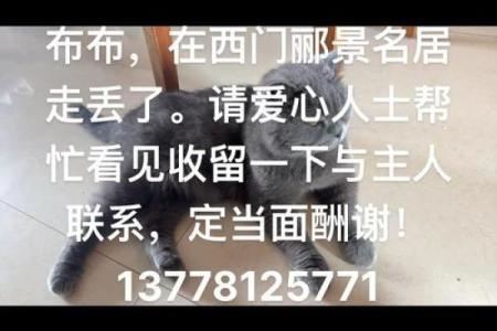怎么给公猫姓名配对呢图片 怎么给公猫取名字好听？