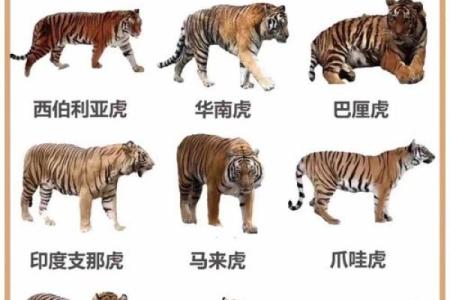老虎生肖配对大揭秘，你知道哪些？