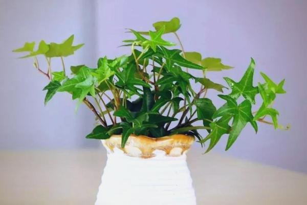家里装修放什么植物，对风水好