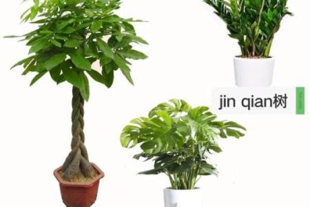 家里装修放什么植物，对风水好