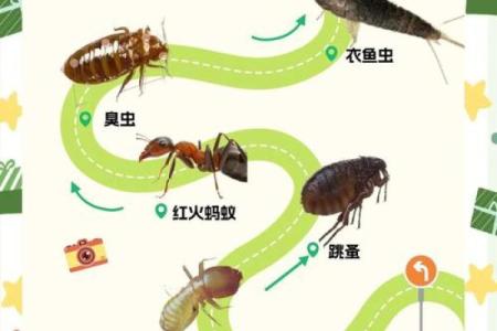 鼠在民间民俗的作用