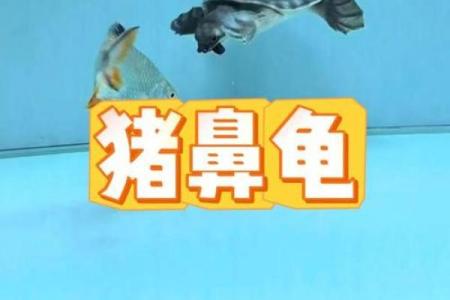办公室养龟有什么风水说法讲究