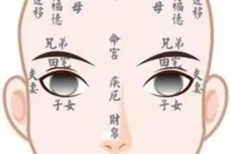 会紫薇斗数的人