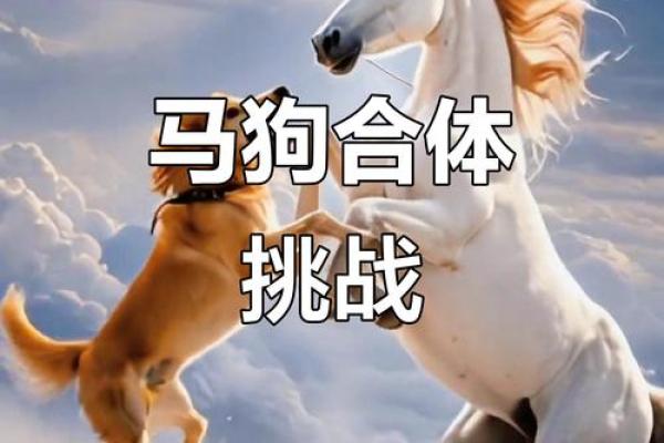 狗配对：十二生肖中，狗座最匹配与不相配的生肖