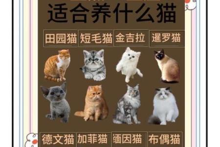 十二星座猫咪图欣赏：萌化你的心！