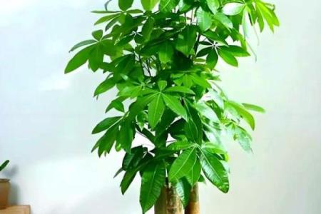 写字楼办公室风水绿植哪种最好推荐