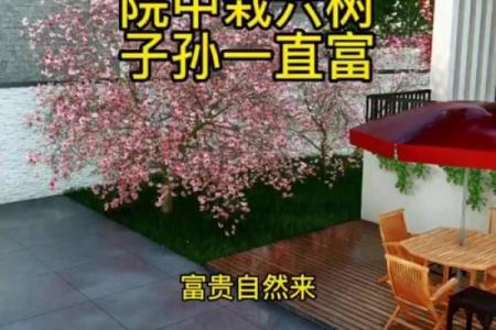 农村院子风水攻略