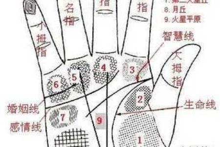 看手相算命图解：手相看婚姻