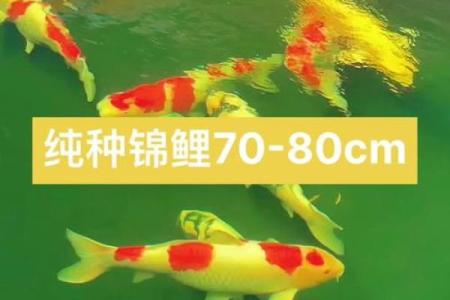 养风水锦数量