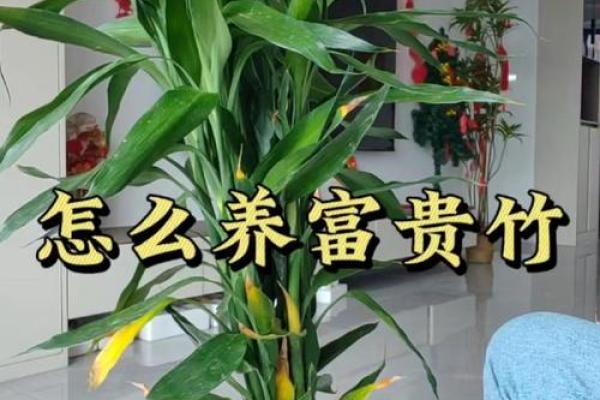 如何避免富贵竹风水禁忌影响财富进入