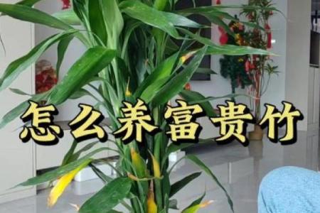 如何避免富贵竹风水禁忌影响财富进入