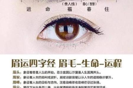 女人眉毛的风水以下眉形的眉毛财运好