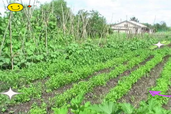 元宵节有趣风俗 偷菜,偷青菜是什么节日