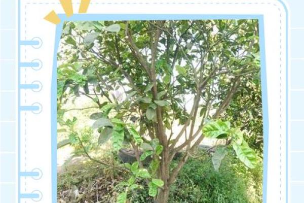 房子屋顶能种柚子树吗风水