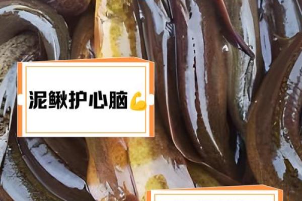 养泥鳅风水攻略