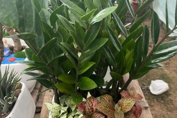 金钱树：客厅风水中最招财的植物之一