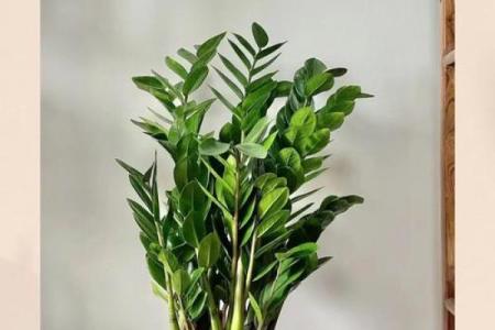 金钱树：客厅风水中最招财的植物之一
