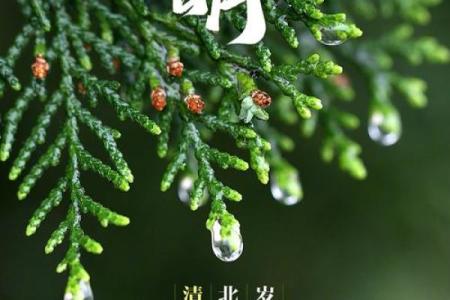 四月五号是什么节日