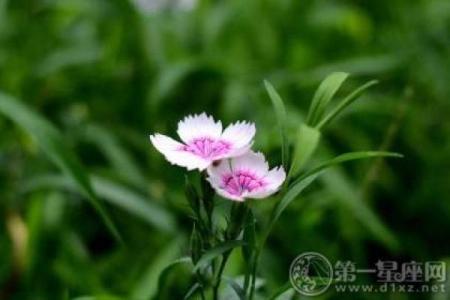 张盛舒怎么看待紫薇斗数