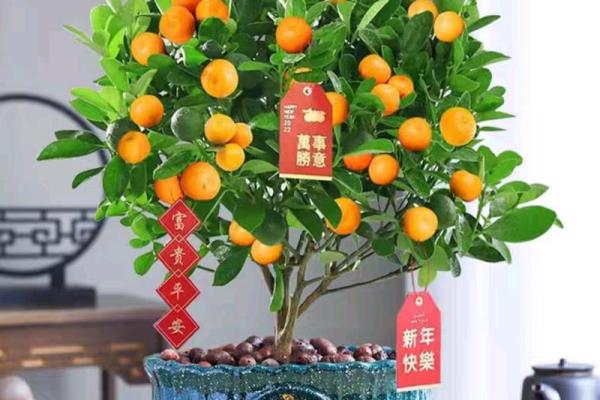 沈阳房子风水植物有哪些