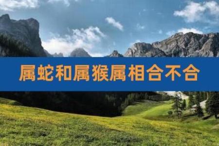 属猴的和属蛇的配对是否合适