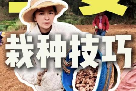 家种姜风水好吗