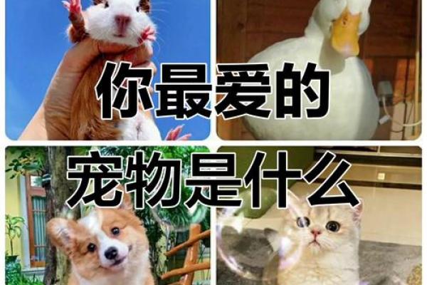 十二星座最适合养什么猫狗