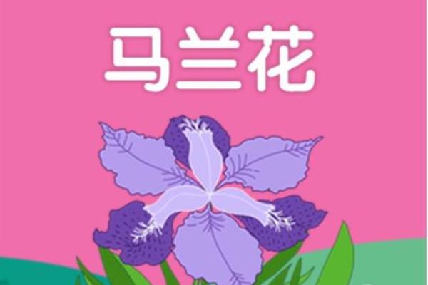 民间故事马兰花算命