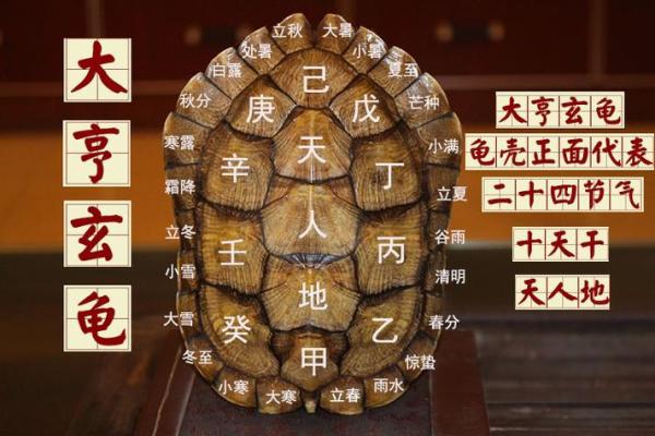 乌龟风水_龟眠之地是什么