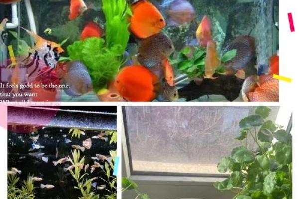 养鱼风水摆放位置的禁忌有哪些呢