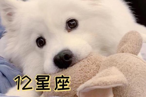 十二星座适合养什么特殊宠物狗