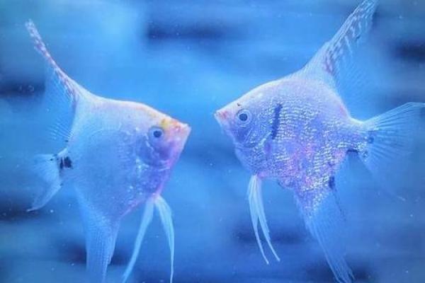 风水颜色_养鱼禁忌的颜色