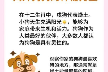 十二星座适合养的宠物