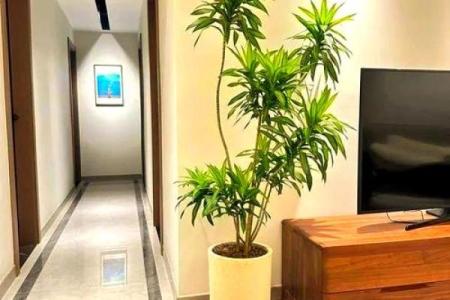 房屋摆放假花会影响到风水吗，有什么讲究呢