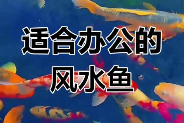 养风水鱼有什么讲究？