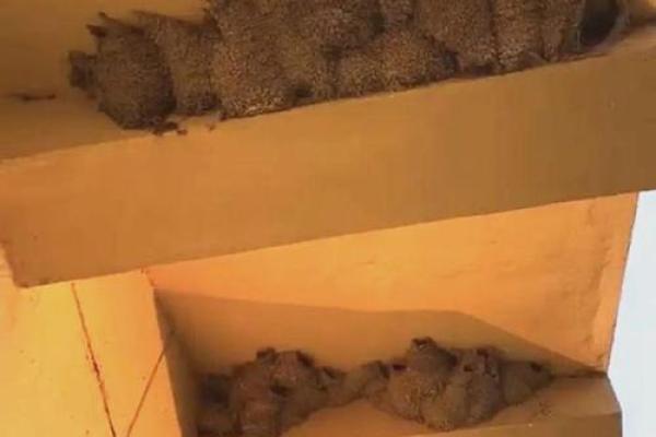 专挑富贵人家筑巢，燕子真的会看风水？