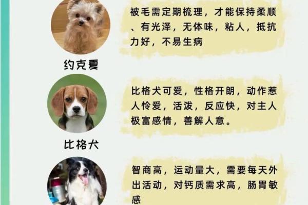 给狗狗起名字-狗名大全-母狗狗的名字-公狗狗的名字-名字大全-华易算命网姓名