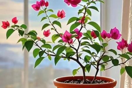 花放窗台风水