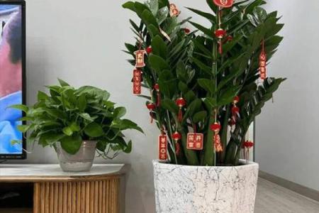 风水家里最旺财的三种树是什么