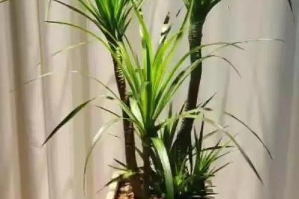 风水如何开运，用有灵性的植物
