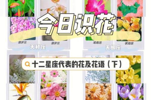 十二星座代表花