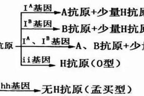血型研究的发展史是怎样的