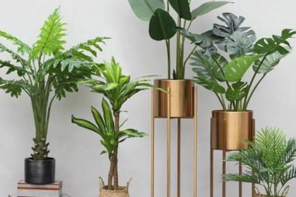 客厅植物摆放风水也有讲究 这些你都了解吗